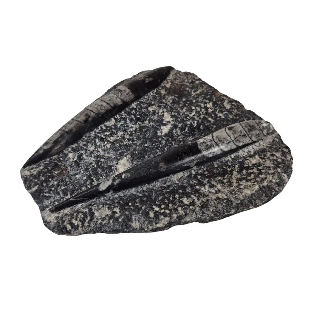 Fossil stenplade med blæksprutter